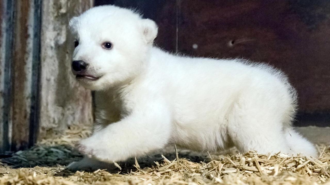 HANDOUT - Der kleine Eisbär Fritz ist am 12.01.2017 im Tierpark Berlin zu sehen. Auf den Namen Fritz hat sich eine siebenköpfige Jury um Direktor Knieriem geeinigt. (zu dpa "Berlins Mini-Eisbär heißt Fritz" vom 01.02.2017) ACHTUNG: Nur zur redaktionellen Verwendung im Zusammenhang mit der aktuellen Berichterstattung und nur bei Urhebernennung Foto: Tierpark Berlin/dpa | Verwendung weltweit HANDOUT - Der kleine Eisbär Fritz ist am 12.01.2017 im Tierpark Berlin zu sehen. Auf den Namen Fritz hat sich eine siebenköpfige Jury um Direktor Knieriem geeinigt. (zu dpa "Berlins Mini-Eisbär heißt Fritz" vom 01.02.2017) ACHTUNG: Nur zur redaktionellen Verwendung im Zusammenhang mit der aktuellen Berichterstattung und nur bei Urhebernennung Foto: Tierpark Berlin/dpa | Verwendung weltweit