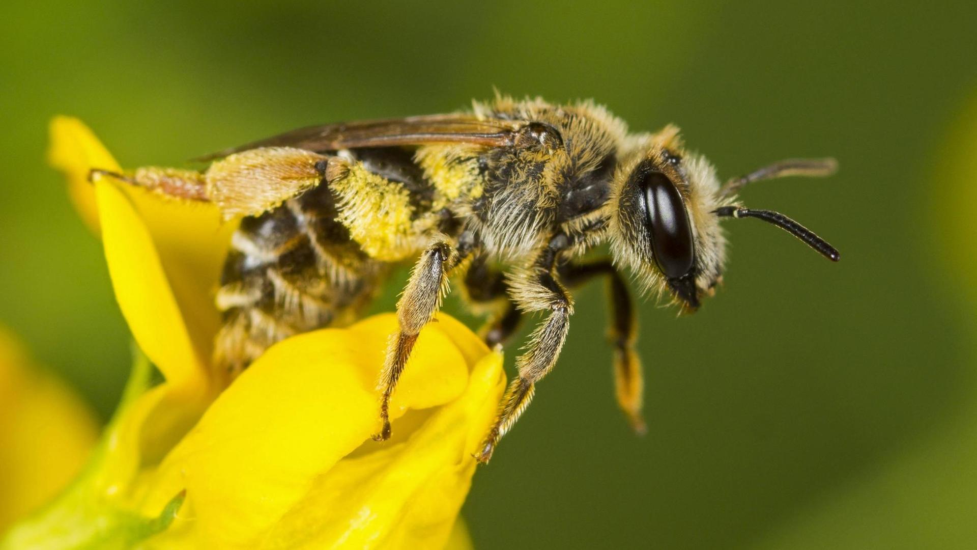 Eine Biene sitzt auf einer gelben Blüte. Eine Biene sitzt auf einer gelben Blüte.