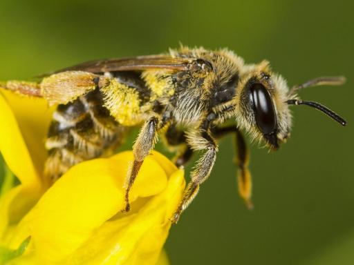 Eine Biene sitzt auf einer gelben Blüte.
