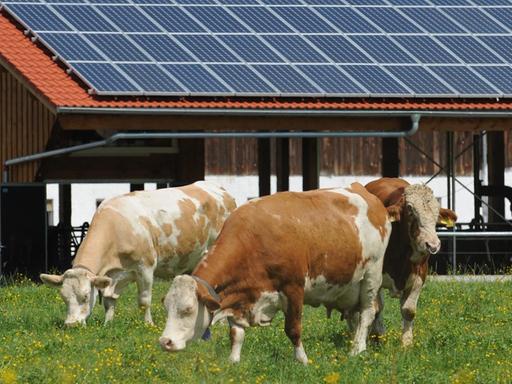 Kühe stehen am Mittwoch (08.08.2012) auf einer Weide bei Penzberg (Oberbayern) vor einem Stall mit einer Photovoltaik-Anlage auf dem Dach.