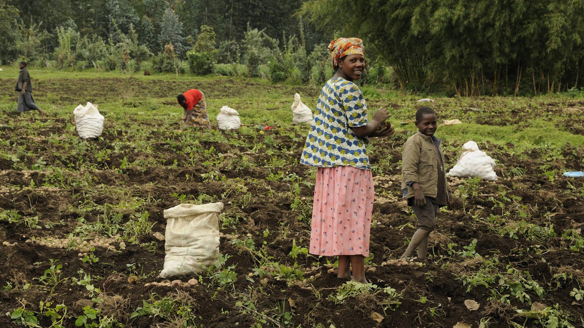 Bäuerinnen bei der Feldarbeit am Fuße des Vulkans Gahinga nahe der Ortschaft Kinigi in Ruanda Bäuerinnen bei der Feldarbeit am Fuße des Vulkans Gahinga nahe der Ortschaft Kinigi in Ruanda