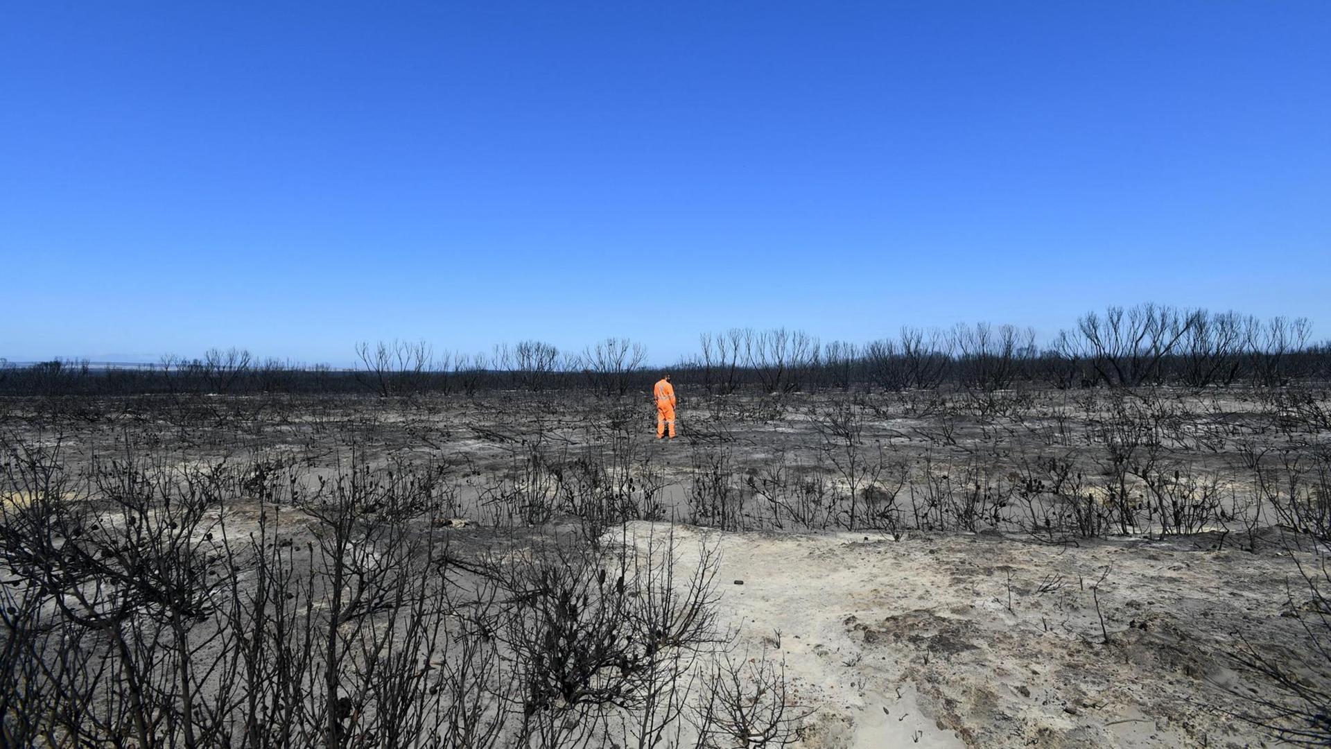 Ein Mann, in einem orangefarbenen Overall, steht unter blauem Himmel in der verbrannten Landschaft und schaut sich die Brandschäden an. Ein Mann, in einem orangefarbenen Overall, steht unter blauem Himmel in der verbrannten Landschaft und schaut sich die Brandschäden an.
