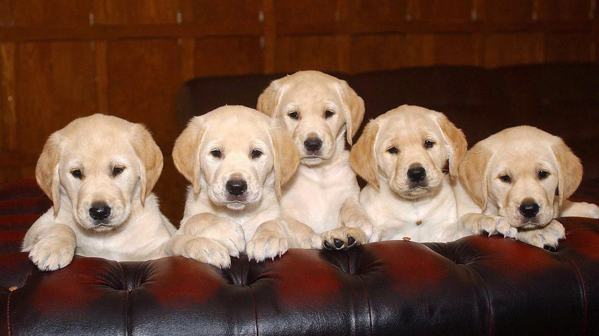 Fünf Golden-Labrador-Retriever-Welpen schauen in die Kamera. Fünf Golden-Labrador-Retriever-Welpen schauen in die Kamera.