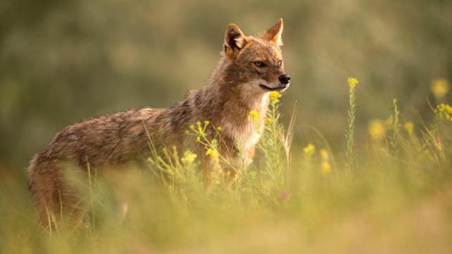 Goldschakal (Canis aureus), steht auf einer Wiese, Seitenansicht, Rumaenien, Biosphaerenreservat Donaudelta golden jackal (Canis aureus)
