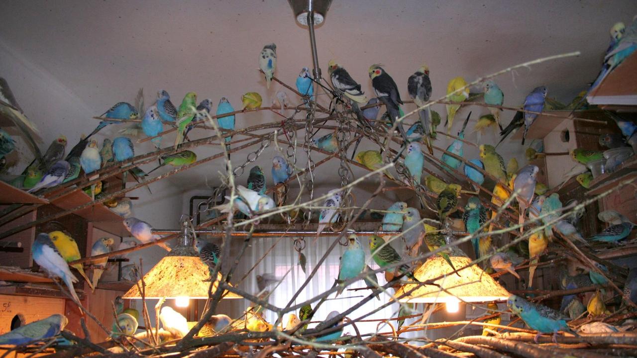 Mehrere Dutzend Wellensittiche sitzen in einem Wohnzimmer auf Stangen, Möbeln und Lampen. Mehrere Dutzend Wellensittiche sitzen in einem Wohnzimmer auf Stangen, Möbeln und Lampen.