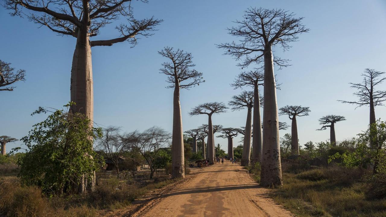 Affenbrotbäume in Madagaskar Affenbrotbäume in Madagaskar