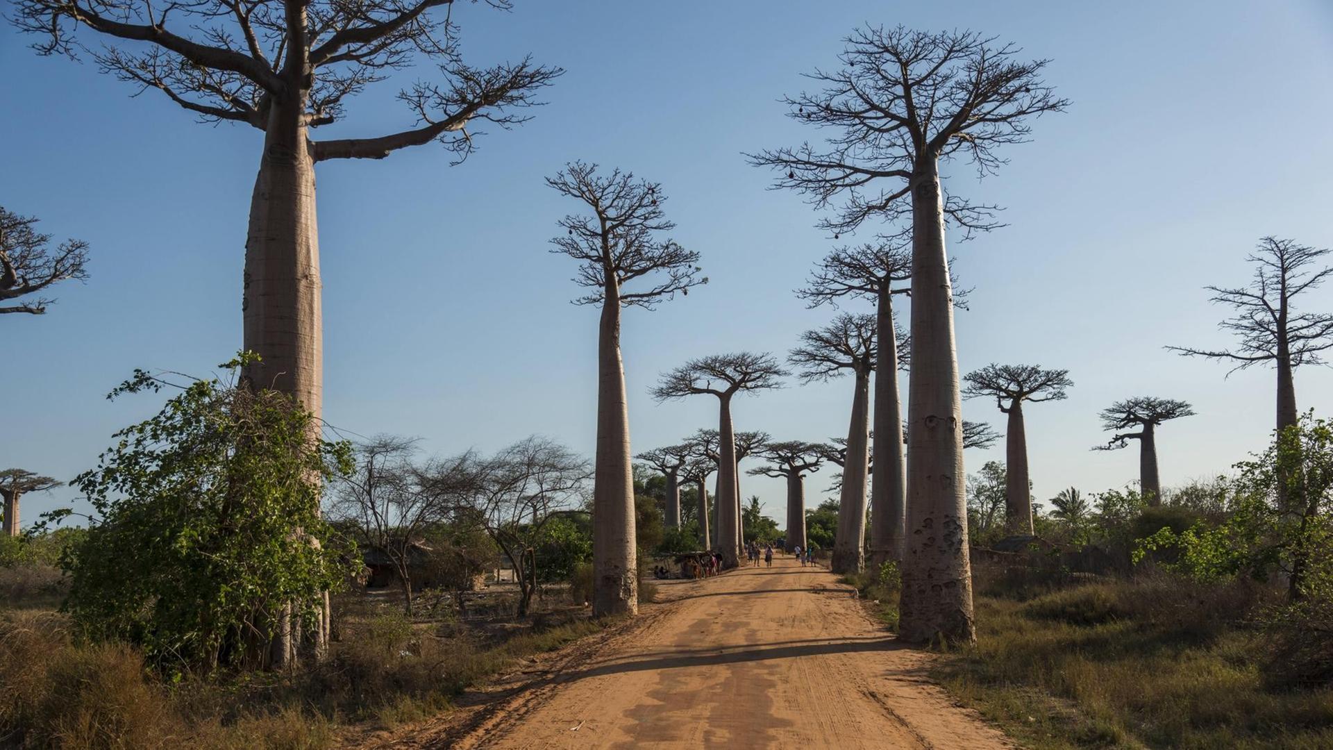 Affenbrotbäume in Madagaskar Affenbrotbäume in Madagaskar