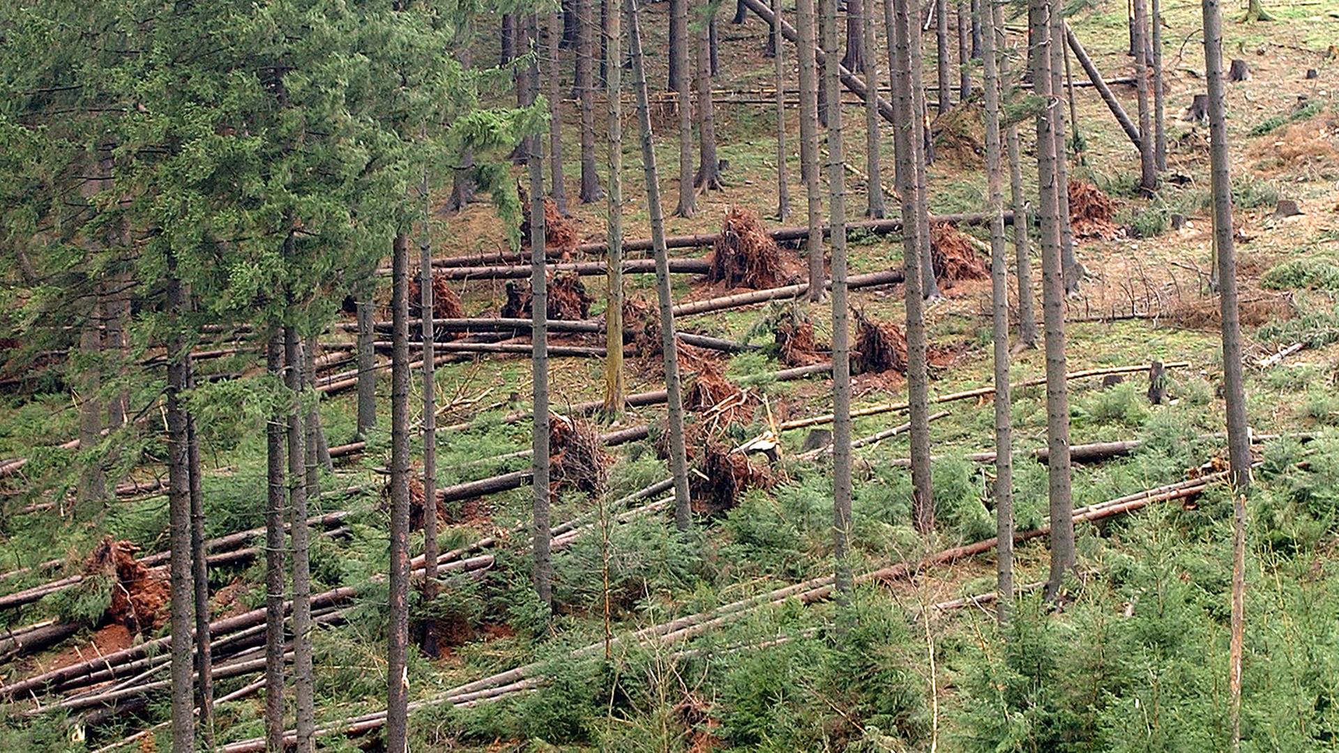 Ein durch das Orkantief "Emma" im März 2008 geschädigtes Waldstück im thüringischen Kreis Sonneberg