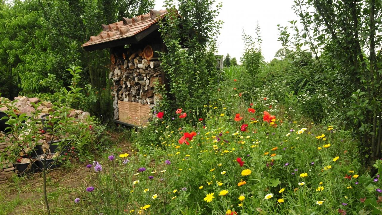 bunte Wildblumen-Saatmischung in einem Naturgarten mit Insektenhotel colorful wild flowers mix in a natural garden with insect hotel BLWS448837 Copyright: xblickwinkel/H.-J.xZimmermannx Bunte Wild flowers in a Natural garden with Insects hotel Colorful Wild Flowers Mix in a Natural Garden With Insect Hotel Copyright xblickwinkel H J xZimmermannx bunte Wildblumen-Saatmischung in einem Naturgarten mit Insektenhotel colorful wild flowers mix in a natural garden with insect hotel BLWS448837 Copyright: xblickwinkel/H.-J.xZimmermannx Bunte Wild flowers in a Natural garden with Insects hotel Colorful Wild Flowers Mix in a Natural Garden With Insect Hotel Copyright xblickwinkel H J xZimmermannx