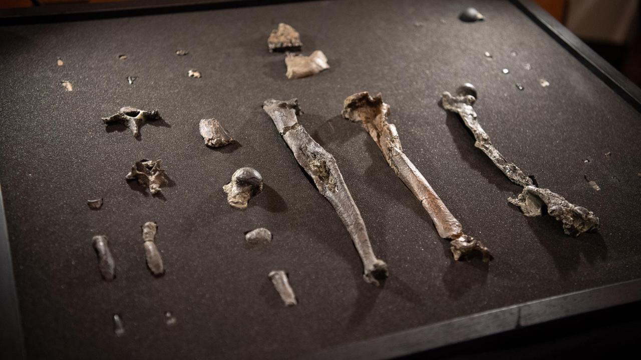Knochen der bisher unbekannten Primatenart Danuvius guggenmosi liegt in einem Kasten. Knochen der bisher unbekannten Primatenart Danuvius guggenmosi liegt in einem Kasten.