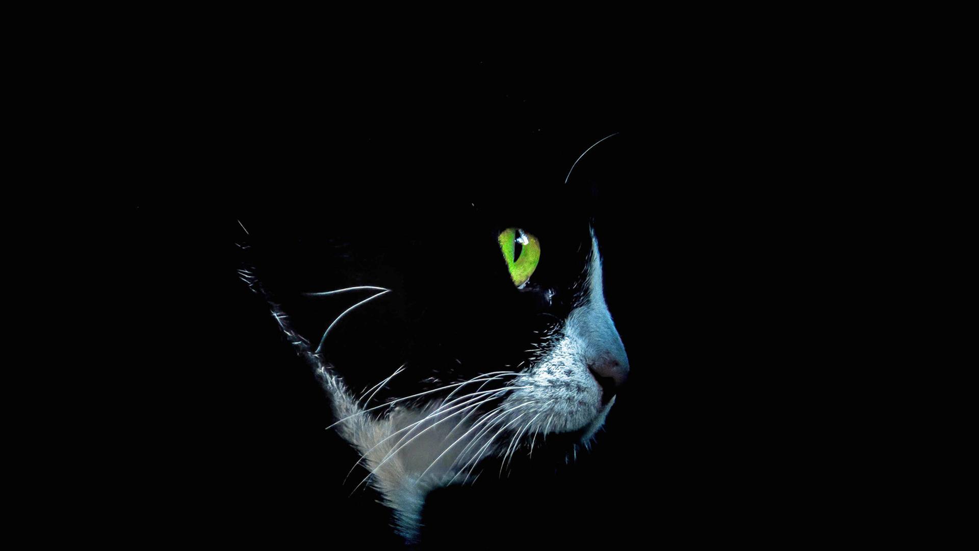 Alltagswahnsinn von Vater, Mutter, Kind und Kater. Alltagswahnsinn von Vater, Mutter, Kind und Kater.