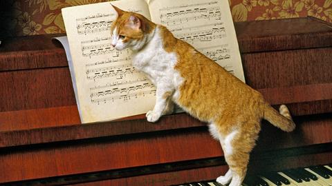 Eine orange Katze steht auf der Tastatur eines Klavieres