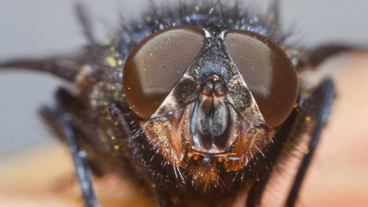 Stubenfliege (Musca domestica) in Nahaufnahme. Stubenfliege (Musca domestica) in Nahaufnahme.