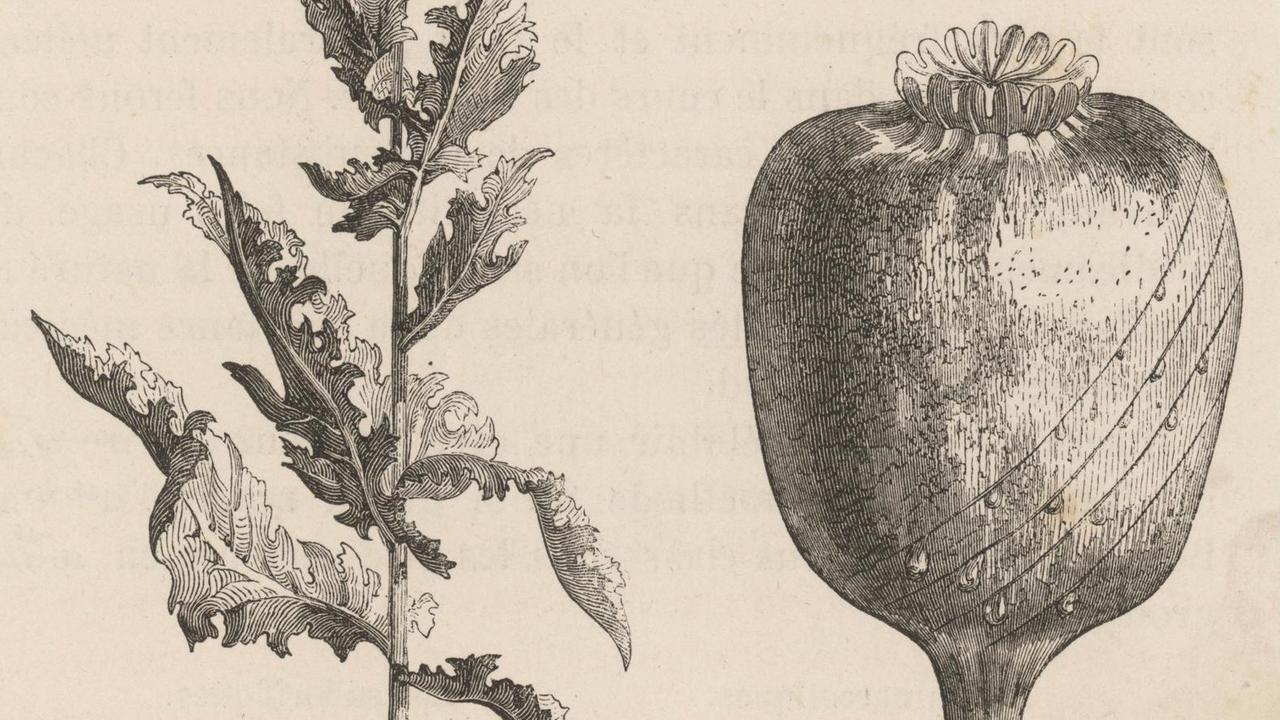 Historische Illustration einer Opium Pflanze (Papaver somniferum). Historische Illustration einer Opium Pflanze (Papaver somniferum).