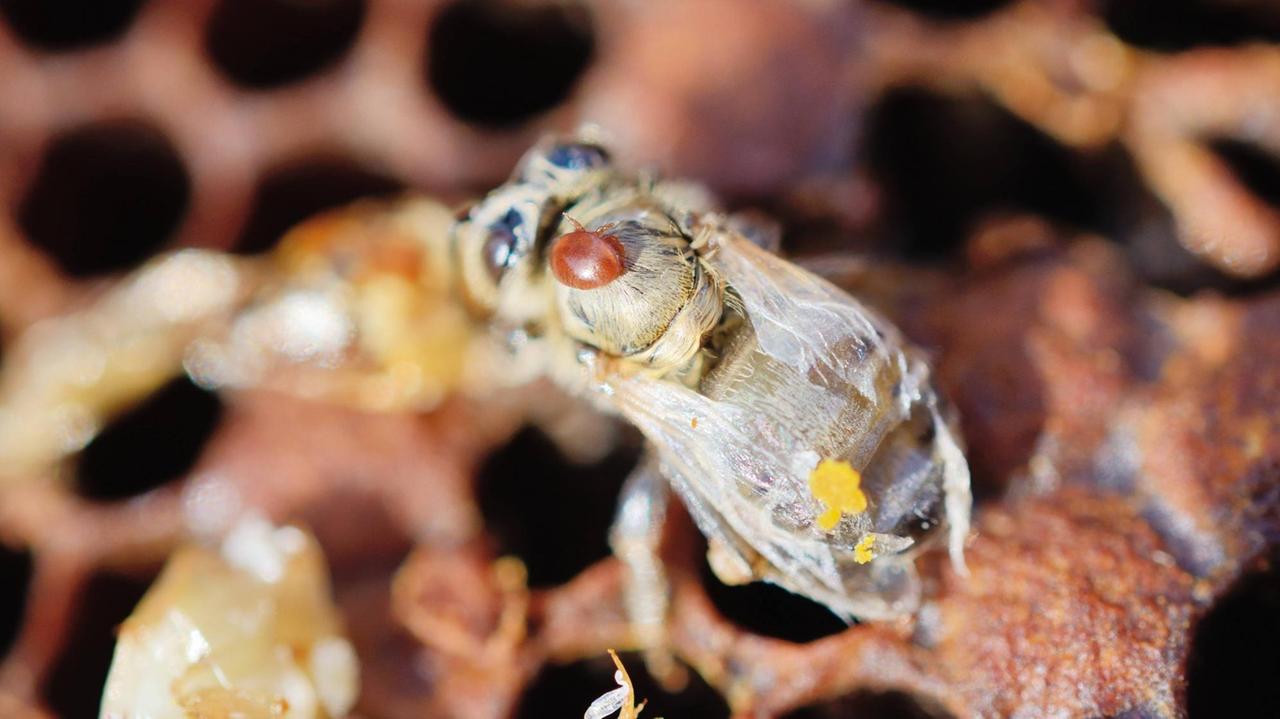 Von Varroa-Milben befallenes Bienenvolk: Milbe auf frisch geschlüpfter, deformierter Biene (Apis mellifera var carnica) neben toten Larven.