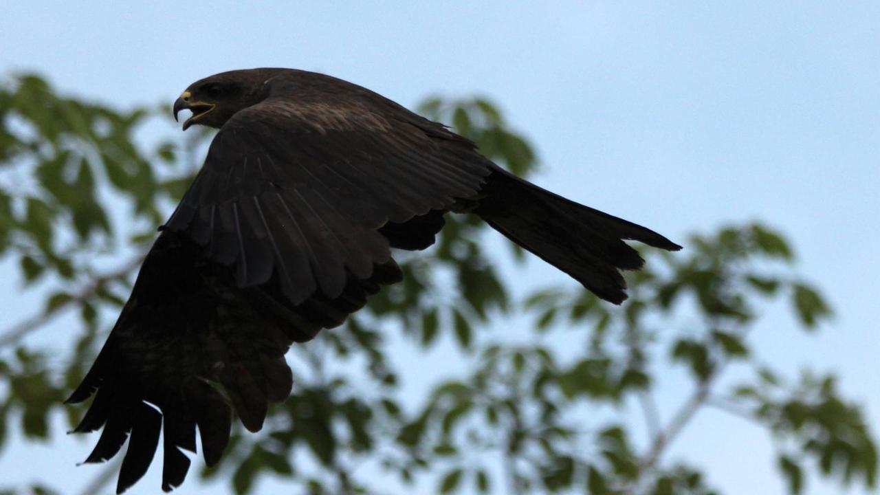 Vor dem Hintergrund des blauen Himmels und von grünen Bäumen fliegt ein großer Greifvogel mit gesenkten braunen Schwingen und geöffnetem Schnabel. Vor dem Hintergrund des blauen Himmels und von grünen Bäumen fliegt ein großer Greifvogel mit gesenkten braunen Schwingen und geöffnetem Schnabel.