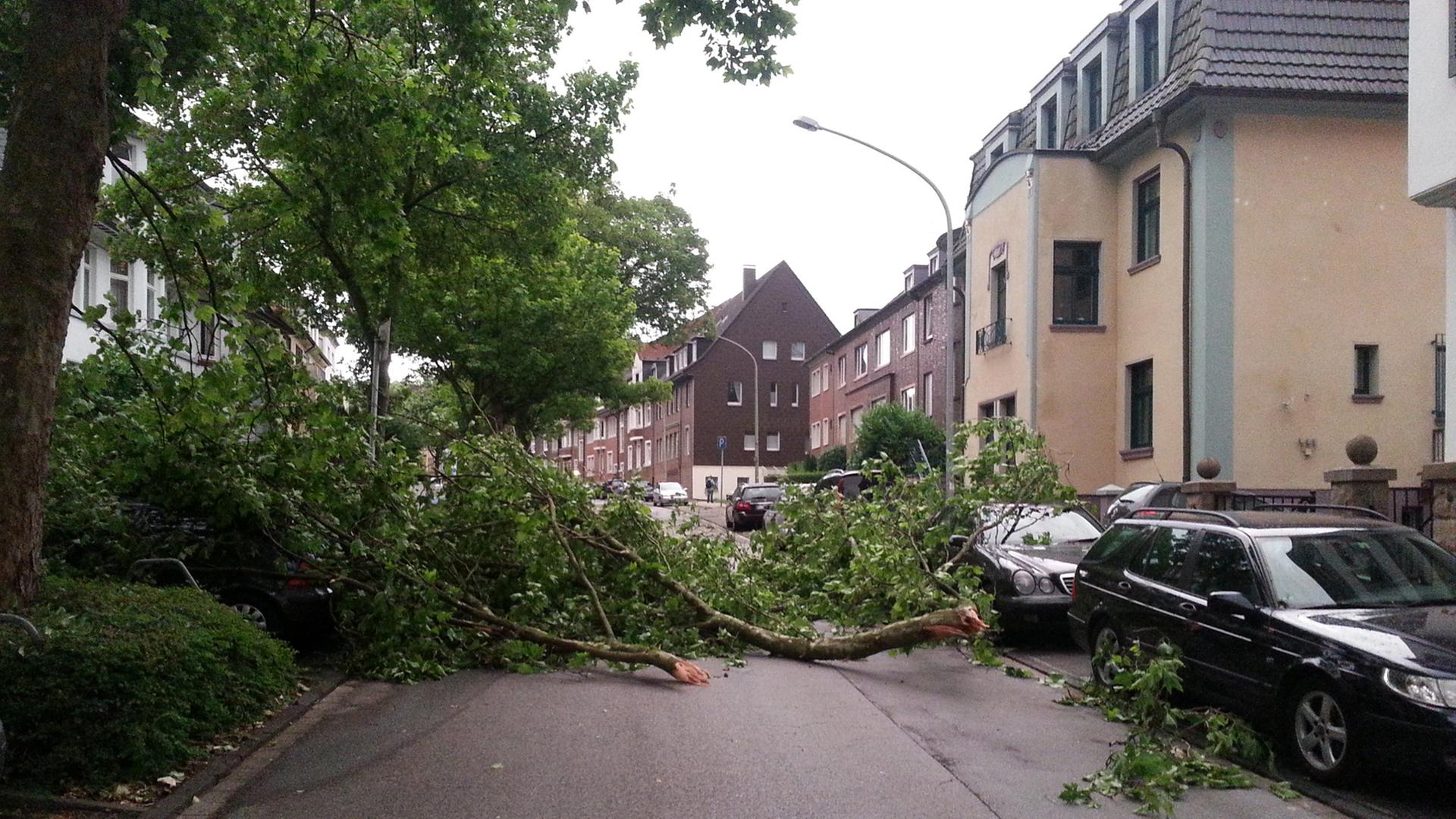 Umgestürzte Bäume liegen auf einer Straße in Essen Umgestürzte Bäume liegen auf einer Straße in Essen