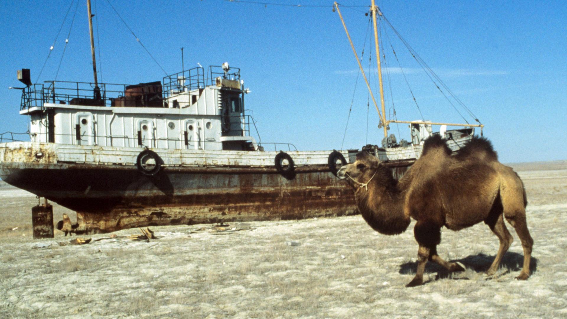 Ein Schiff auf dem Trockenen, aufgenommen 1989. Im Vordergrund ein Kamel. Auf Grund extremer Wasserentnahme in den vergangenen Jahren zur Bewässerung von Baumwollplantagen in Usbekistan und Kasachstan versandet der einst viertgrößte See der Welt stetig. Ein Schiff auf dem Trockenen, aufgenommen 1989. Im Vordergrund ein Kamel. Auf Grund extremer Wasserentnahme in den vergangenen Jahren zur Bewässerung von Baumwollplantagen in Usbekistan und Kasachstan versandet der einst viertgrößte See der Welt stetig.