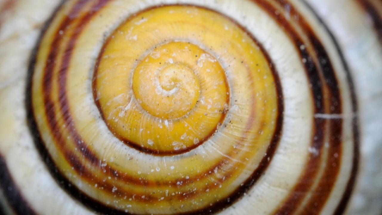 Antal findet ein Schneckenhaus mit einem kleinen roten Pferdchen darin, und niemand will es ihm glauben. Antal findet ein Schneckenhaus mit einem kleinen roten Pferdchen darin, und niemand will es ihm glauben.
