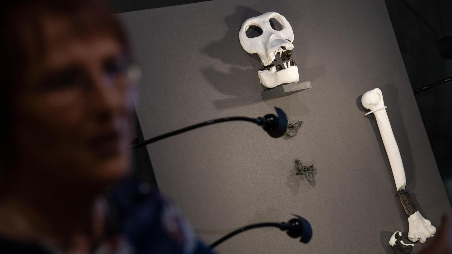 Das Foto zeigt die Schädelknochen vom Danuvius guggenmosi: Neuer Blick auf die Evolution des Menschen. Das Foto zeigt die Schädelknochen vom Danuvius guggenmosi: Neuer Blick auf die Evolution des Menschen.