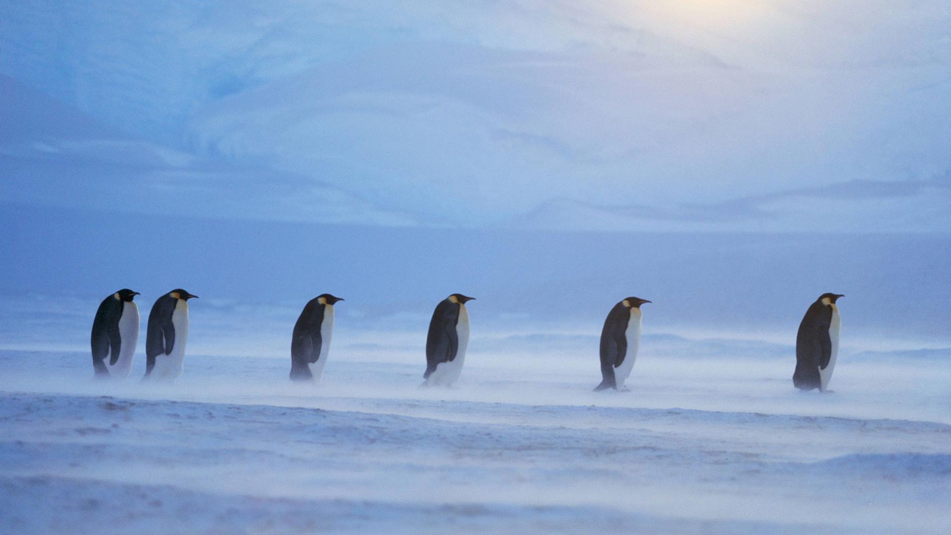 Kaiserpinguine haben sich während eines Blizzards am antarktischen Weddellmeer in einer Reihe aufgestellt.