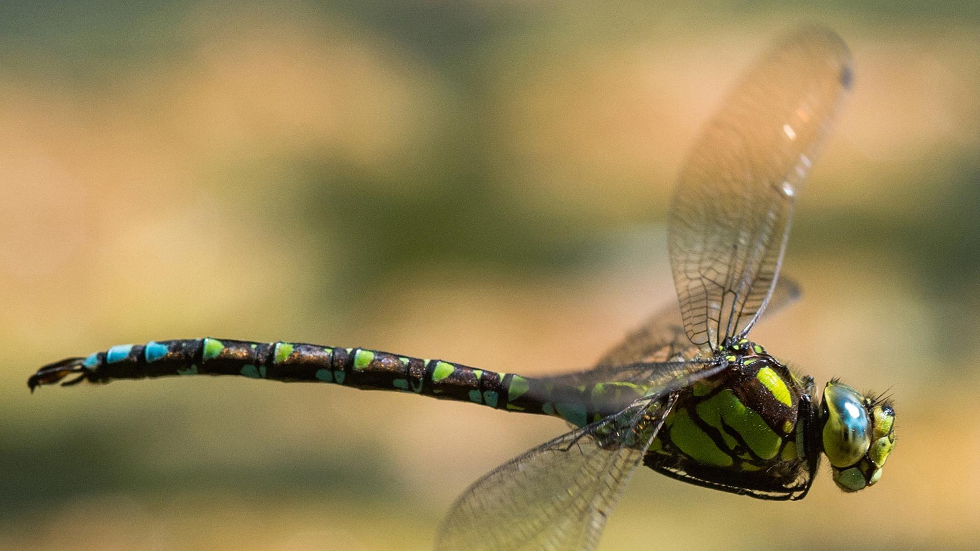 Eine Libelle der Art Blaugrüne Mosaikjungfer fliegt über einem Teich in Weimar. Eine Libelle der Art Blaugrüne Mosaikjungfer fliegt über einem Teich in Weimar.