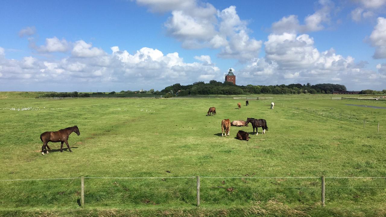 Blick auf den Leuchtturm über die Wiesen Neuwerks: Im Frühjahr sind die Wiesen von 18.000 Weißwangen- und Ringelgänsen kahlgefressen worden. Mehr Gänse gab es nie auf der Insel. Blick auf den Leuchtturm über die Wiesen Neuwerks: Im Frühjahr sind die Wiesen von 18.000 Weißwangen- und Ringelgänsen kahlgefressen worden. Mehr Gänse gab es nie auf der Insel.