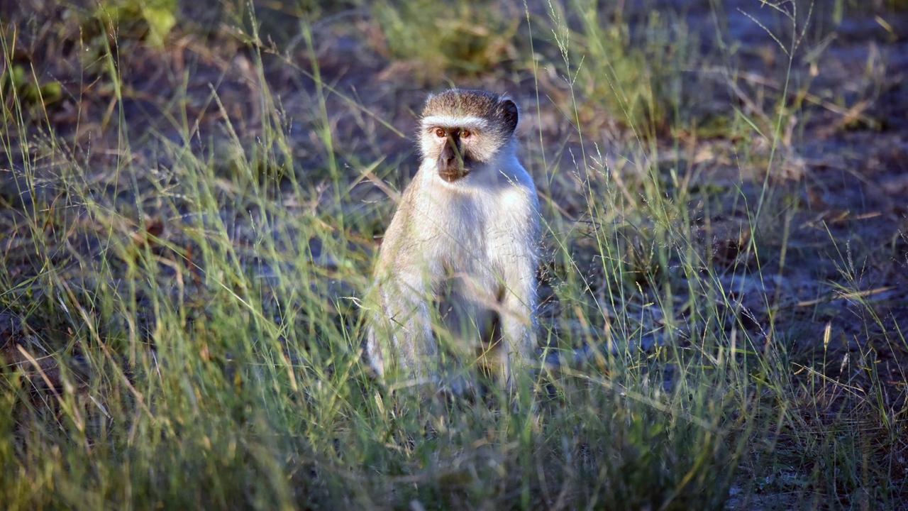 Südliche Grünmeerkatze (Chlorocebus pygerythrus) in Namibia Südliche Grünmeerkatze (Chlorocebus pygerythrus) in Namibia
