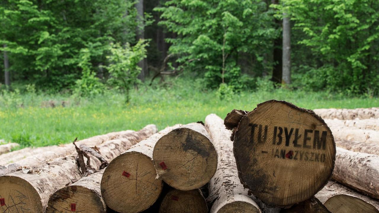 Gefällte Baumstämme im polnischen Urwald Bialowieza Gefällte Baumstämme im polnischen Urwald Bialowieza