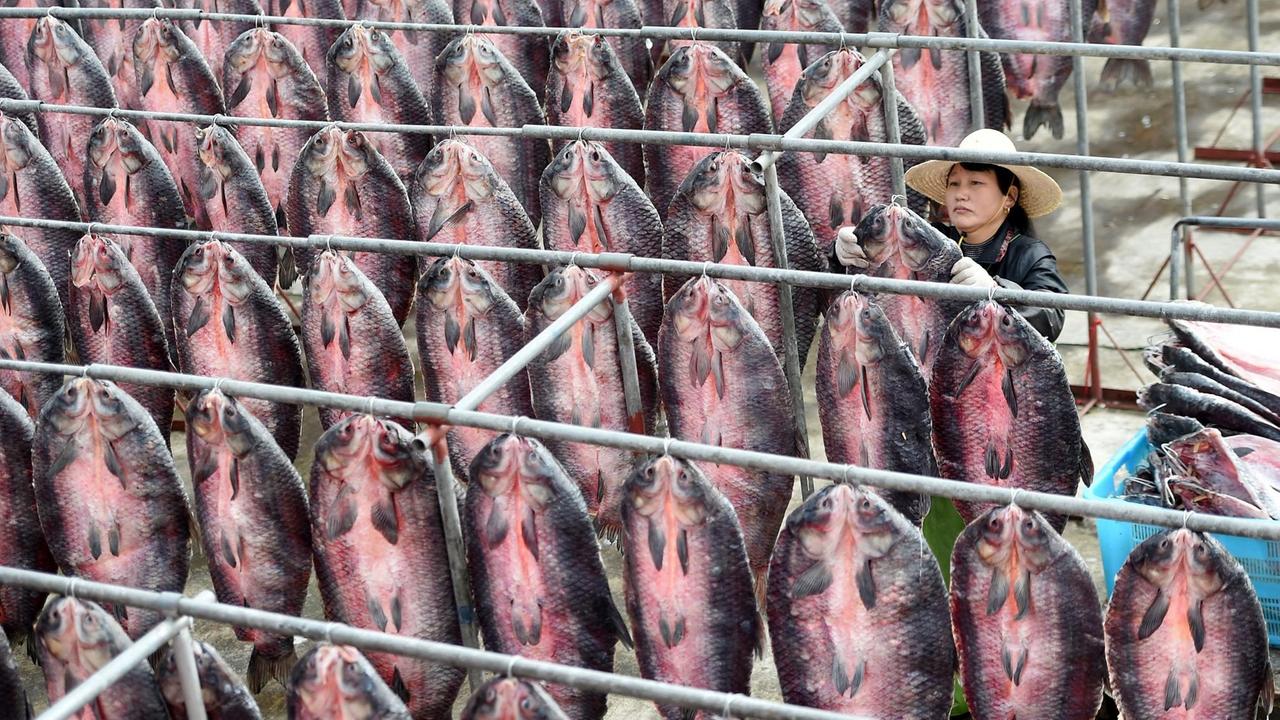 Fische werden für das Neujahrsfest gesalzen und getrocknet. Am letzten Abend des alten Jahres kommt traditionell Fisch auf den Teller.
Fische werden für das Neujahrsfest gesalzen und getrocknet. Am letzten Abend des alten Jahres kommt traditionell Fisch auf den Teller.