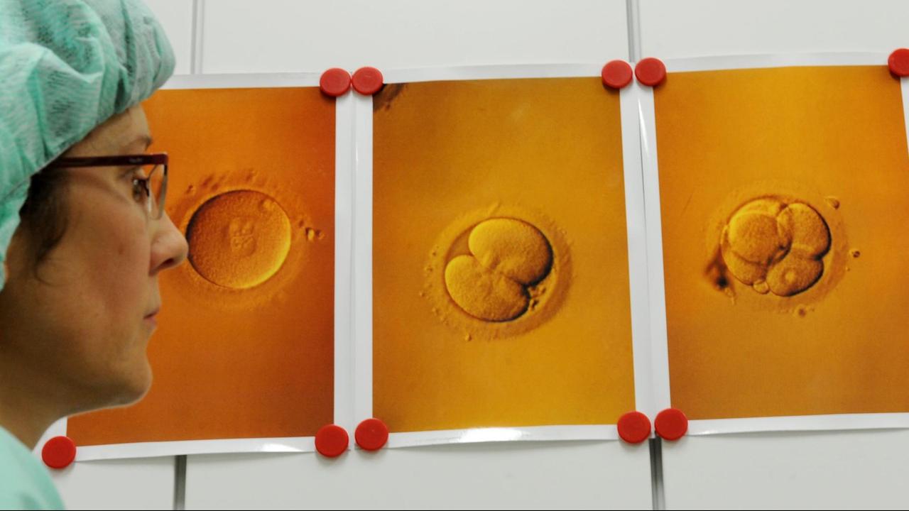 Eizellen mit Spermien nach einer künstlichen Befruchtung Eizellen mit Spermien nach einer künstlichen Befruchtung