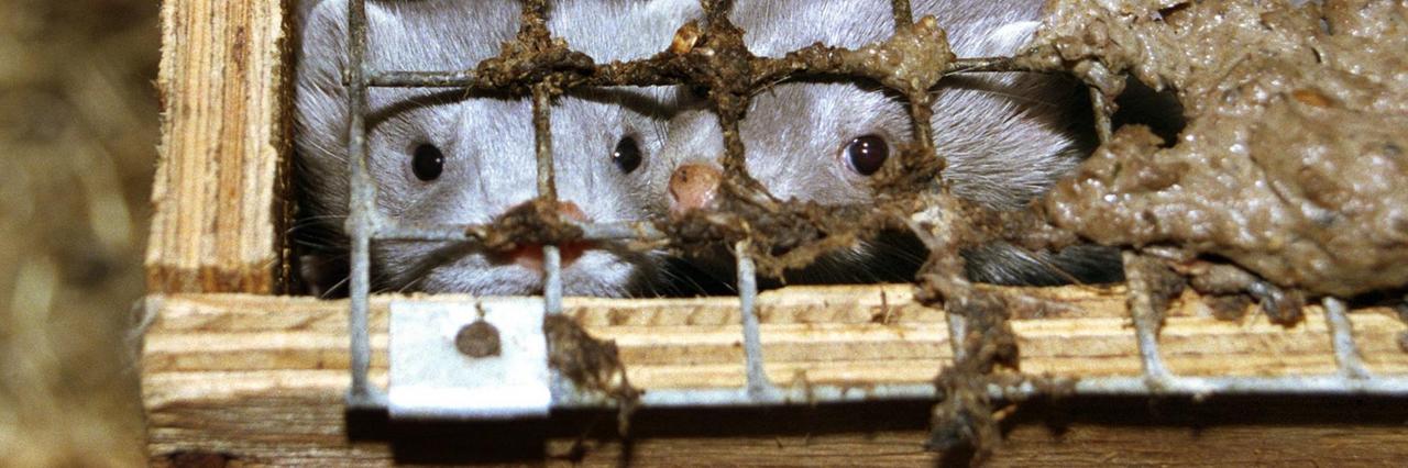 Weiße Nerze blicken aus einer mit einem Gitter verschlossenen Kiste. Weiße Nerze blicken aus einer mit einem Gitter verschlossenen Kiste.