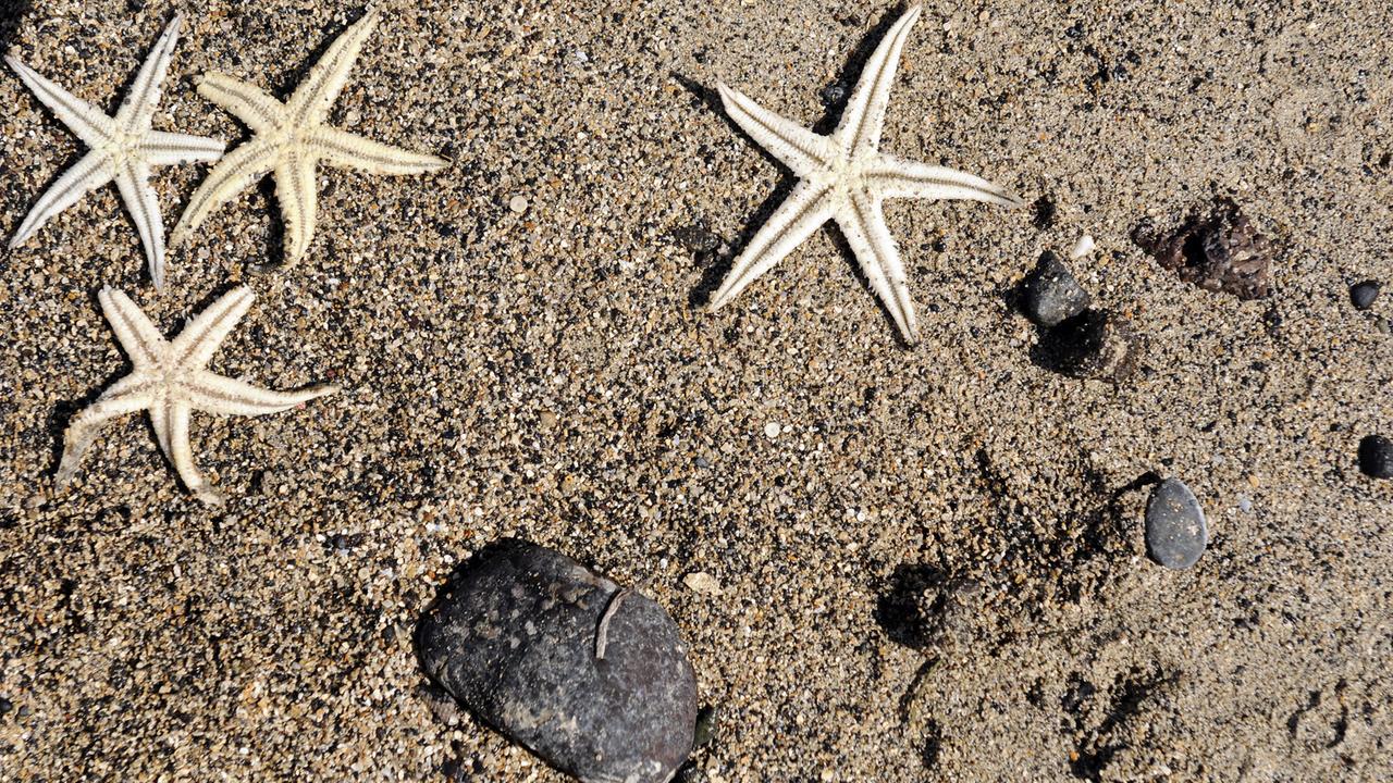 Seesterne am Strand Seesterne am Strand
