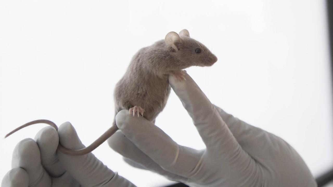 Eine Labormaus sitzt auf der behandschuhten Hand einer Wissenschaftlerin. Eine Labormaus sitzt auf der behandschuhten Hand einer Wissenschaftlerin.