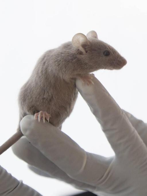 Eine Labormaus sitzt auf der behandschuhten Hand einer Wissenschaftlerin.