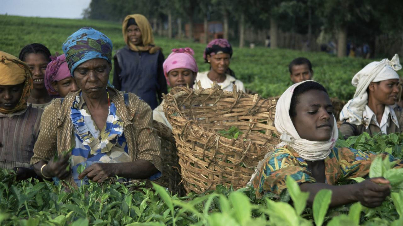 Eine Teeplantage in Bonga, Äthiopien, Afrika. Frauen pflücken den Tee und werfen die Blätter in einen geflochtenen Korb, der auf dem Rücken einer jungen Frau mit weißem Kopftuch ist.
