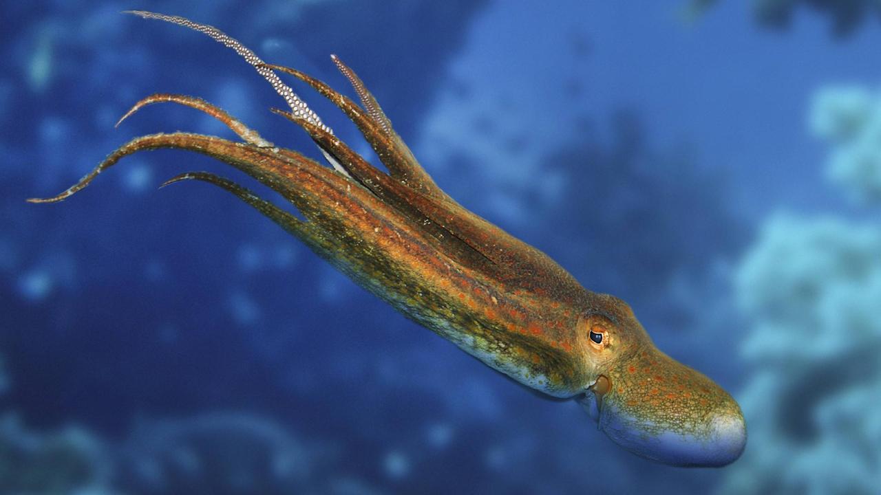 Ein Oktopus im Meer Ein Oktopus im Meer