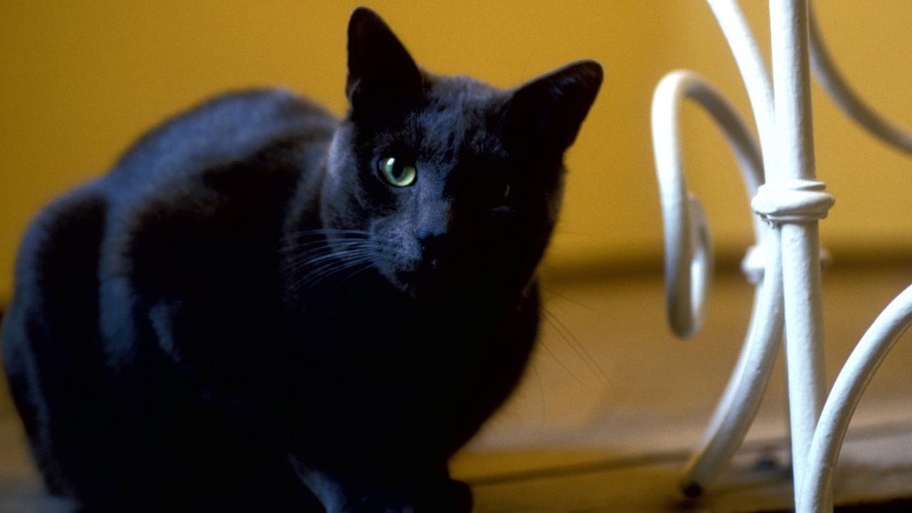 Das Foto zeigt eine schwarze Katze Das Foto zeigt eine schwarze Katze