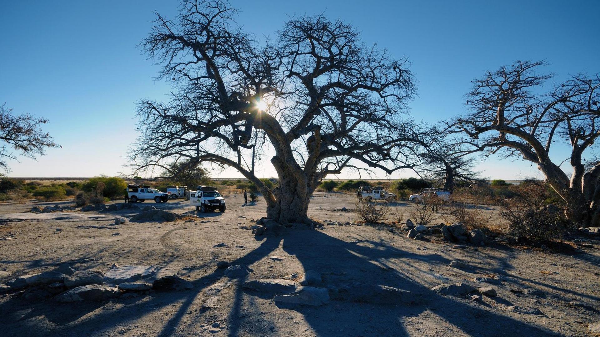 Baobab Baobab