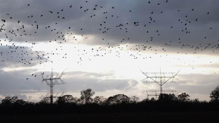 Durch Brandenburg ziehende Gänse im Herbst Durch Brandenburg ziehende Gänse im Herbst