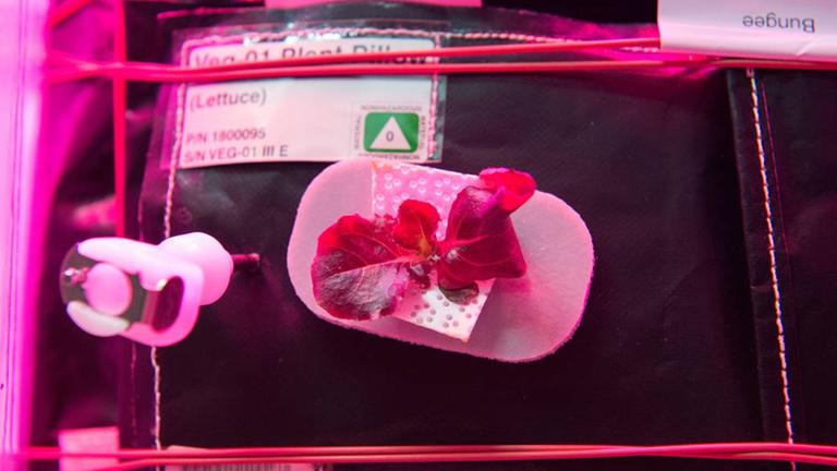 Erste zarte Salatblätter, die in einer Laborsituation zu sehen sind. Auf der internationalen Raumstation ISS testen seit Juli 2015, ob man Gemüse und Pflanzen im Weltraum züchten kann.