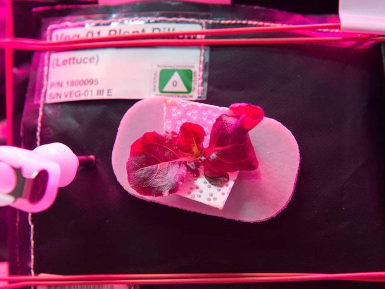 Erste zarte Salatblätter, die in einer Laborsituation zu sehen sind. Auf der internationalen Raumstation ISS testen seit Juli 2015, ob man Gemüse und Pflanzen im Weltraum züchten kann.