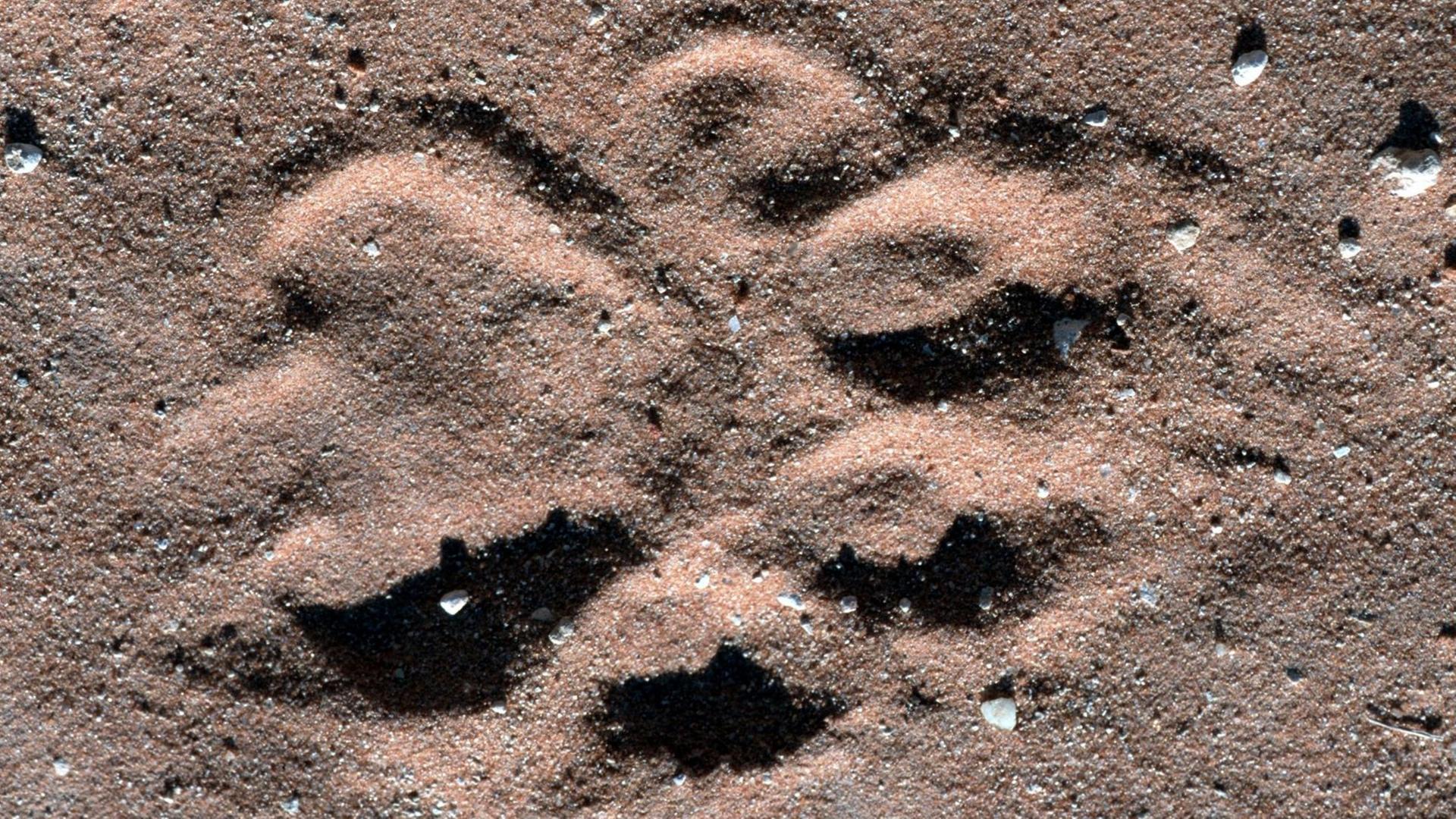 Nahaufnahme der Spur eines Löwen im Kalagadi Nationalpark in Südafrika. Nahaufnahme der Spur eines Löwen im Kalagadi Nationalpark in Südafrika.