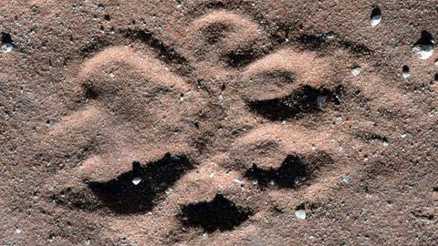Nahaufnahme der Spur eines Löwen im Kalagadi Nationalpark in Südafrika.