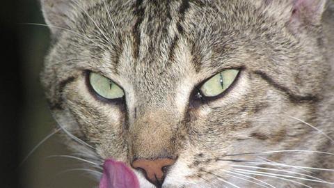 Katzen schlecken sich mit ihrer Zunge sauber