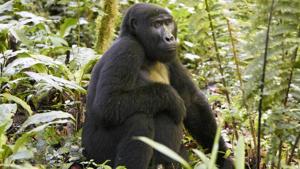 Ein Gorilla sitzt im Urwald zwischen grünen Pflanzen.