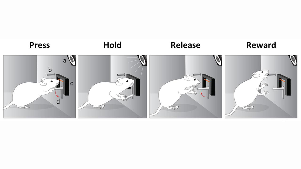 Illustration zur Studie von Forschenden der Princeton University 2017 in "Nature": Eine Ratte drückt einen Hebel und hält diesen fest, bis die zuvor antrainierte Tonhöhe erreicht ist. Nach dem Loslassen bekommt sie die Belohnung. 
