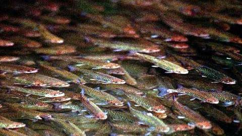 Die Massenzucht von Fischen, hier Regenbogenforellen hat ihre Folgen.