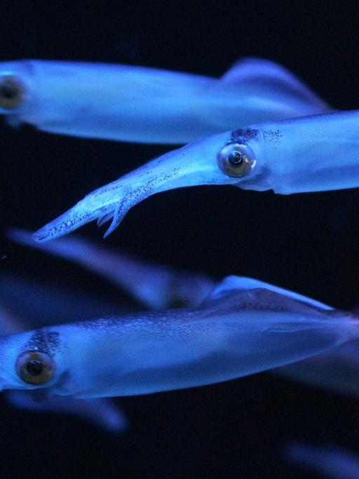 Zwergkalmare (Loligo vulgaris)