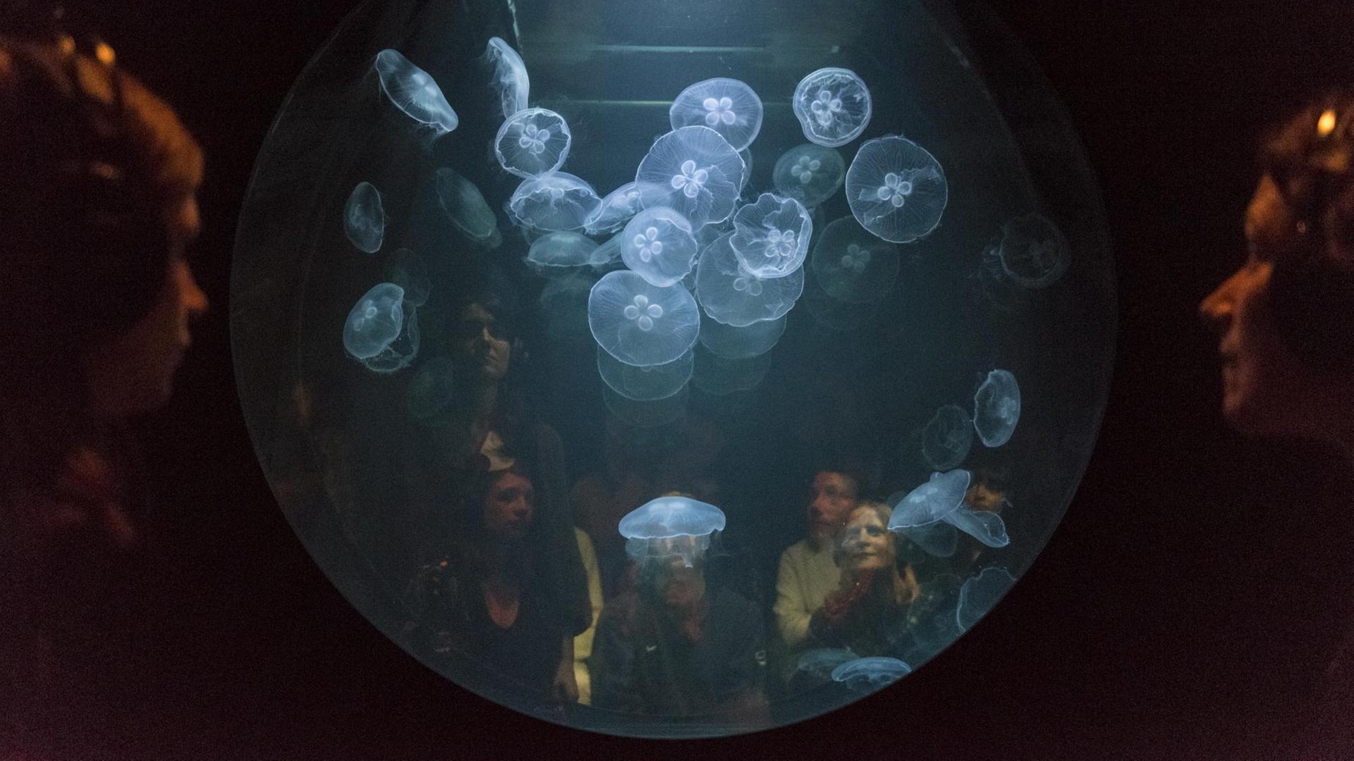 Besucher schauen sich ''win > < win" an, vom Künstler Kollektiv "Rimini Protokoll", ein Tank gefüllt mit Quallen. In der derzeitigen Ausstellung ''Eco-Visionaries'' in der Royal Academy of Arts in London. Besucher schauen sich ''win > < win" an, vom Künstler Kollektiv "Rimini Protokoll", ein Tank gefüllt mit Quallen. In der derzeitigen Ausstellung ''Eco-Visionaries'' in der Royal Academy of Arts in London.